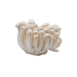 White-Beech-Mushroom-1-Pack