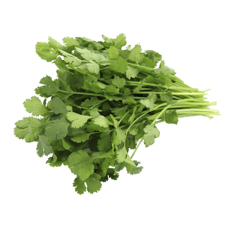 Edible-Garden-Organic-Cilantro-1-Pack