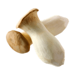 King-Oyster-Mushroom-1-Pack
