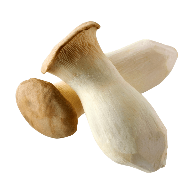 King-Oyster-Mushroom-1-Pack