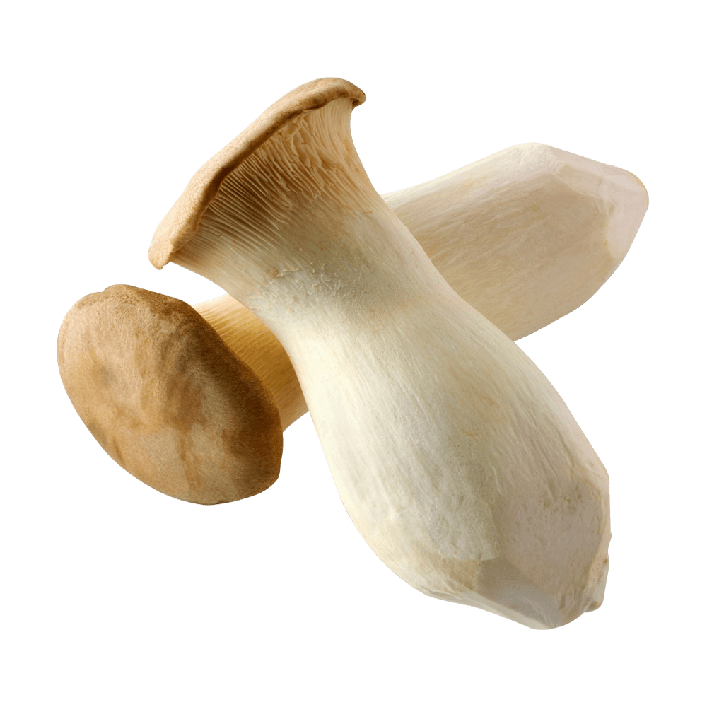 King Oyster Mushroom 1 Pack - H Mart