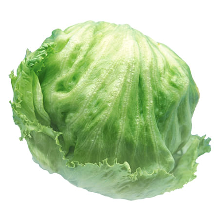 Iceberg-Lettuce-1-Ea