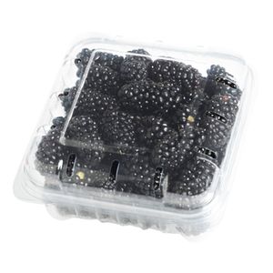 Blackberry 1 Pack 6oz(170g)