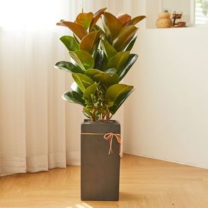 고무나무 모던라인