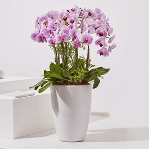 연분홍호접란 클래식 4호