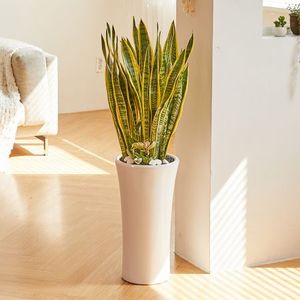 산세베리아 클래식