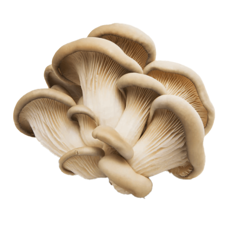 Buy H Mart Oyster Mushroom HMart H Mart