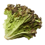 H-MART-RED-LEAF-LETTUCE-1-H-MART적상추