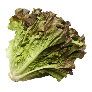 RED LEAF LETTUCE